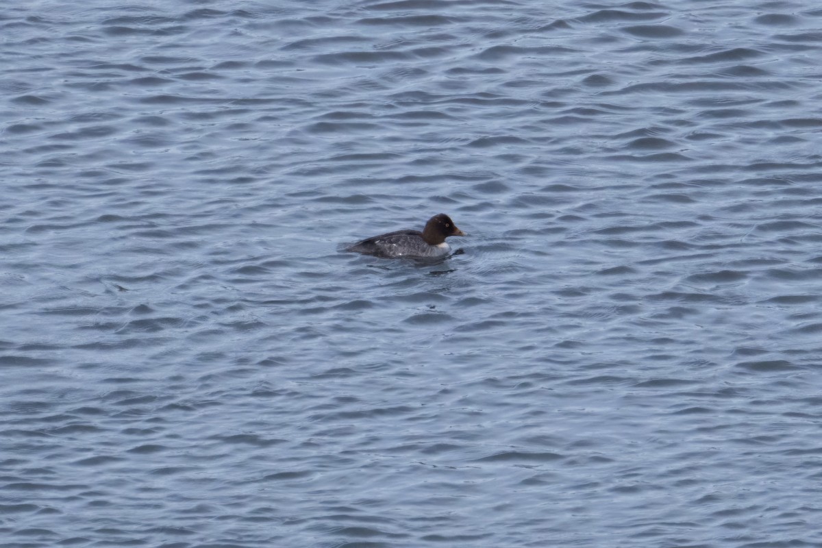 Barrow's Goldeneye - ML520164131