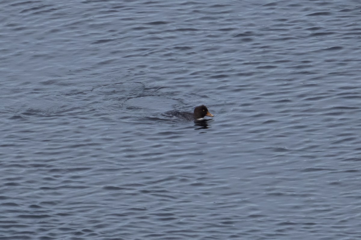 Barrow's Goldeneye - ML520164311