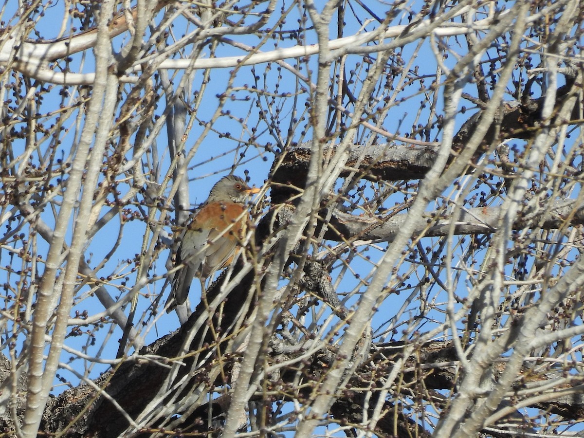 Rufous-backed Robin - ML520164371