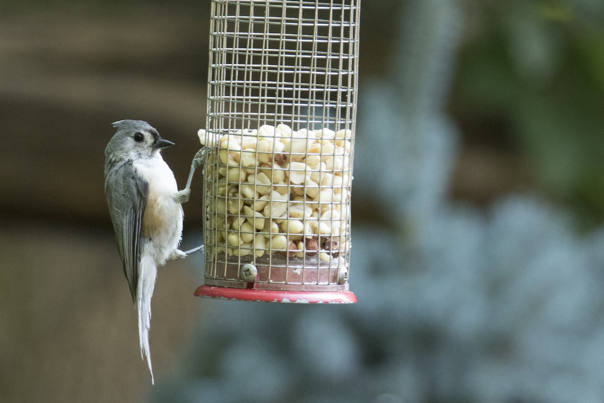 Mésange bicolore - ML520164751