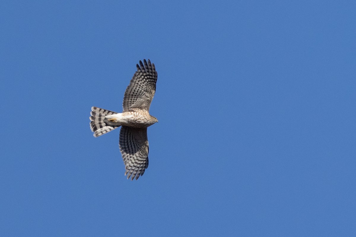 Sharp-shinned Hawk - Tom Johnson