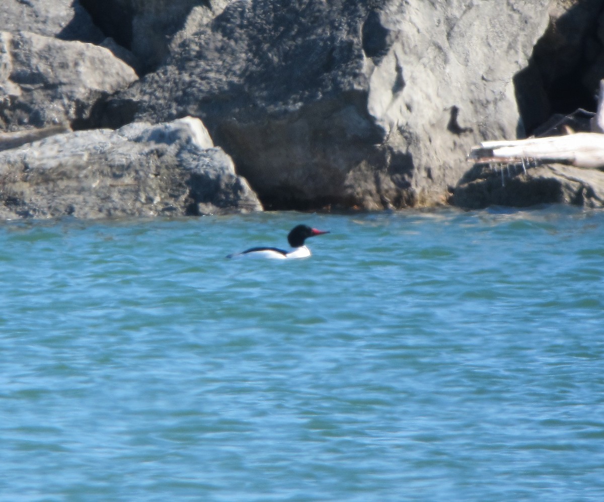 Common Merganser - ML52016681