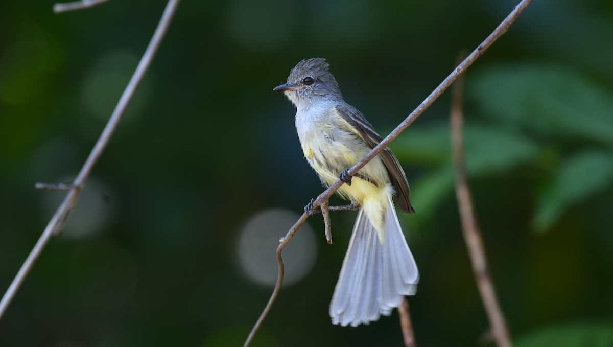 Northern Scrub-Flycatcher - Simon Kiacz