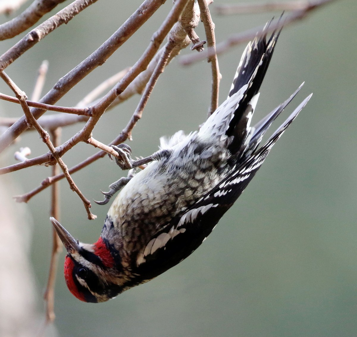 Red-naped Sapsucker - Don Roberson