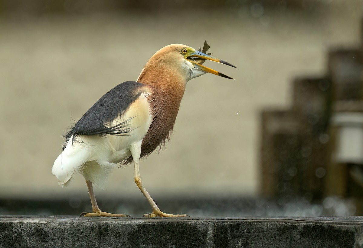 Javan Pond-Heron - David Irving