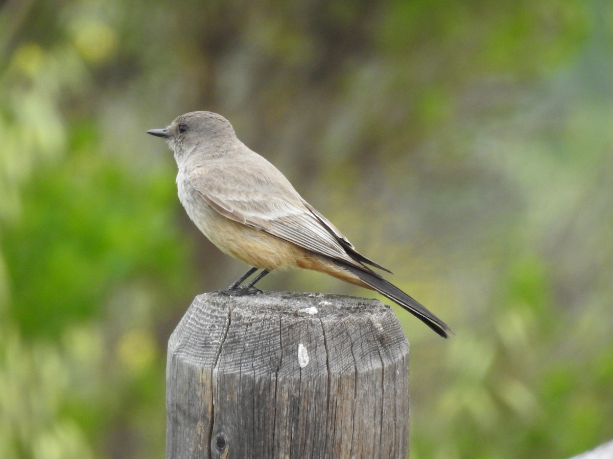 Say's Phoebe - ML52017161