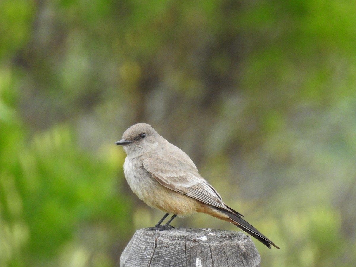 Say's Phoebe - ML52017181