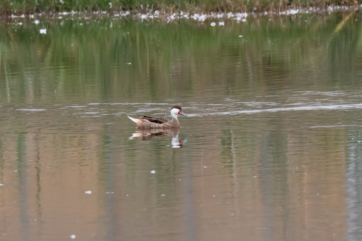 White-cheeked Pintail - ML520172291