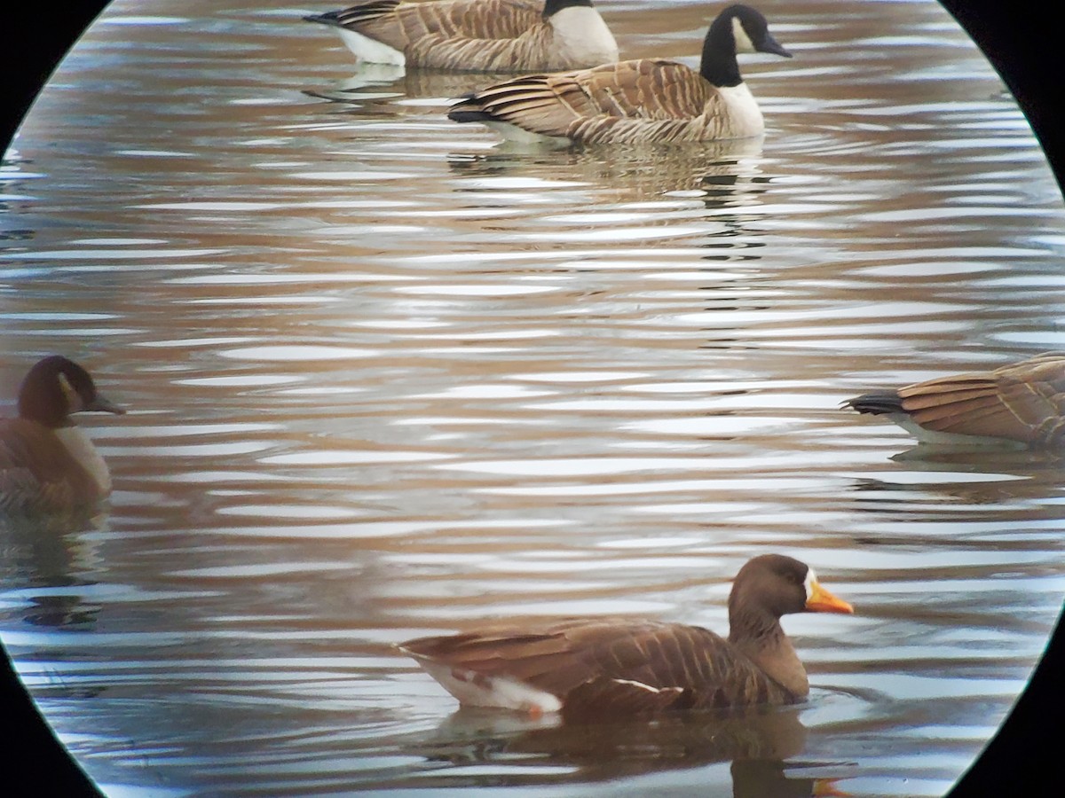 Greater White-fronted Goose - ML520172321