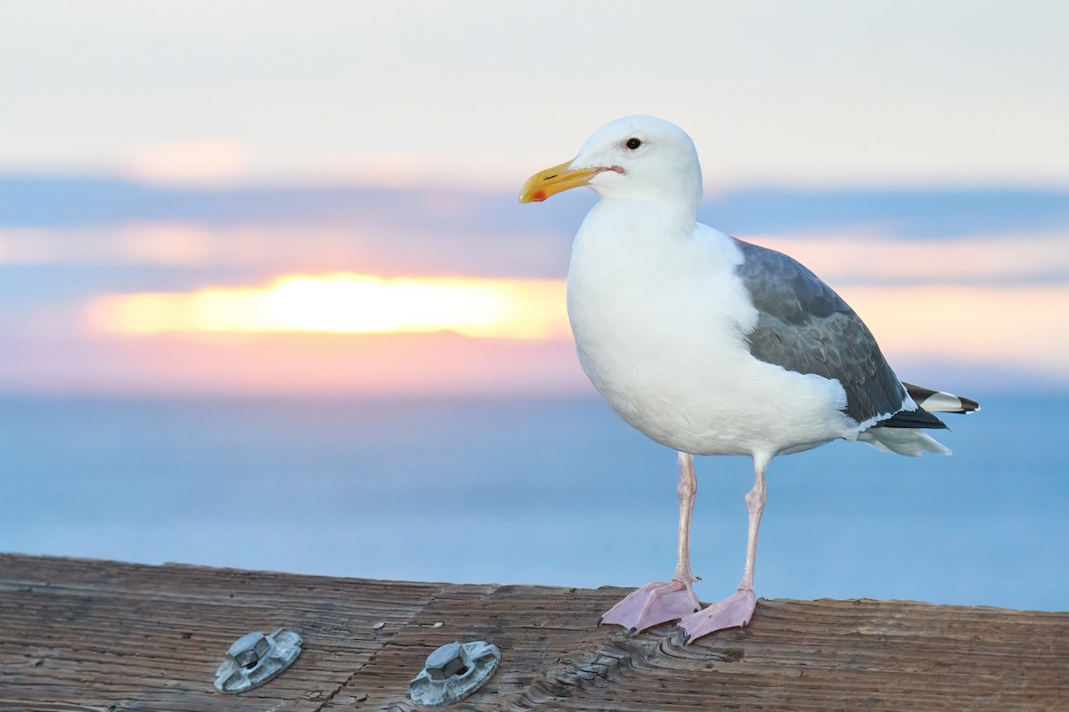 Western Gull - ML520173311