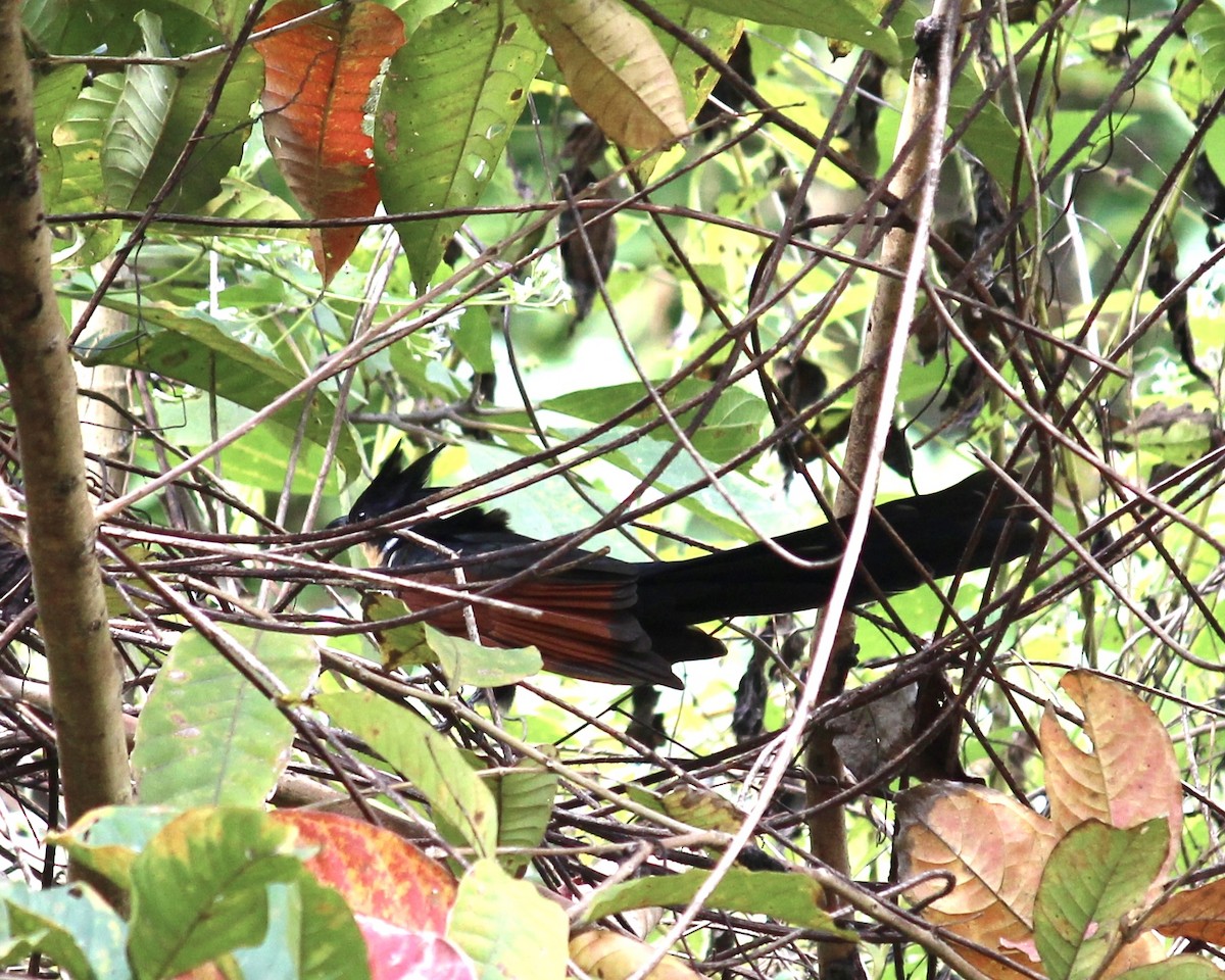 Chestnut-winged Cuckoo - ML520173441