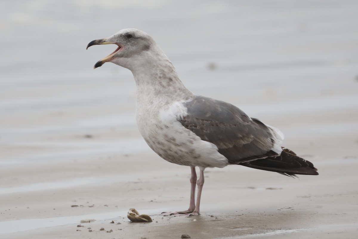 Western Gull - ML520174111