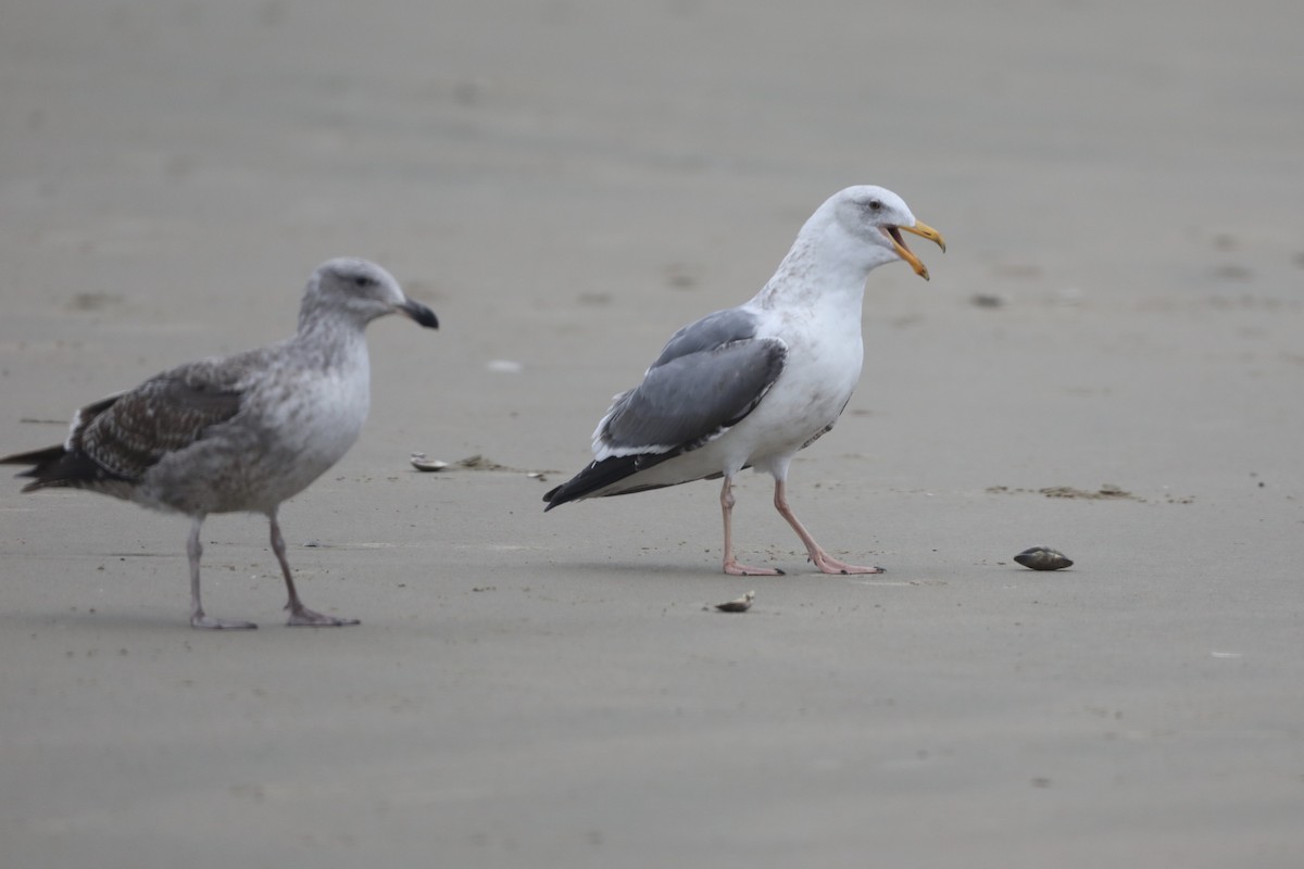 Western Gull - ML520174121