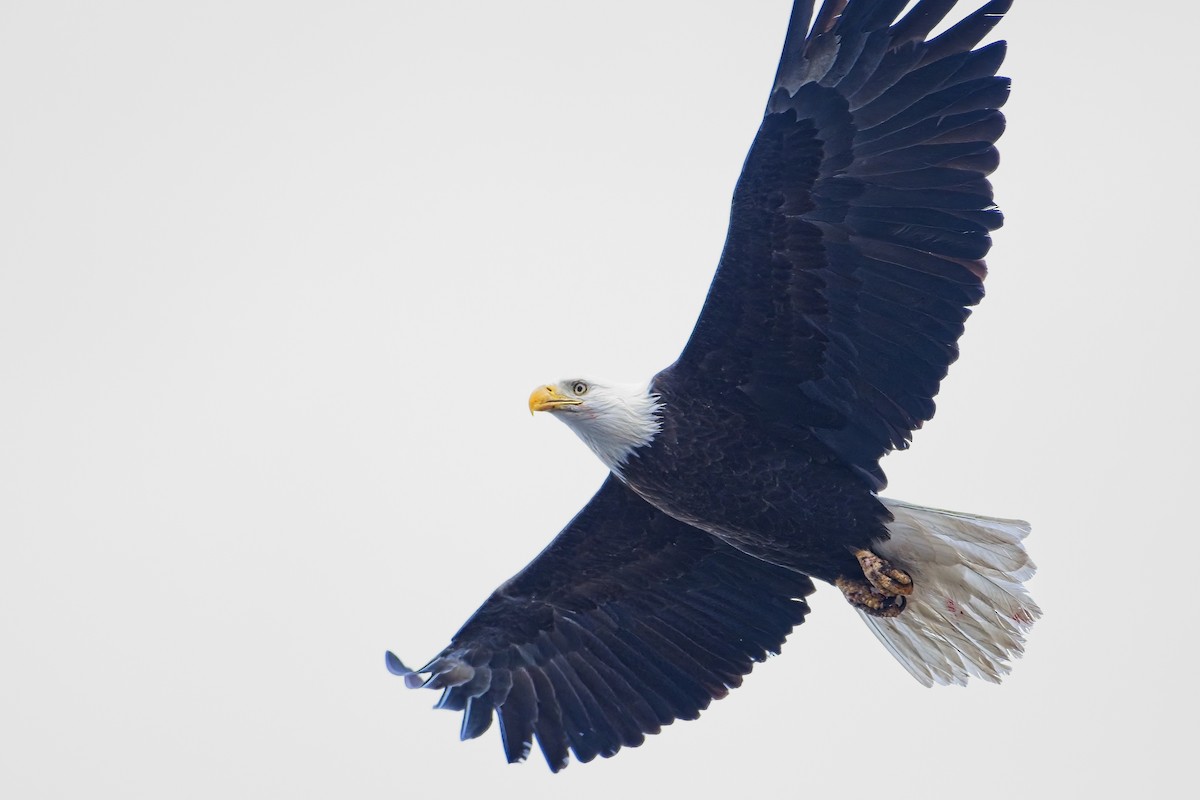 Bald Eagle - ML520174291