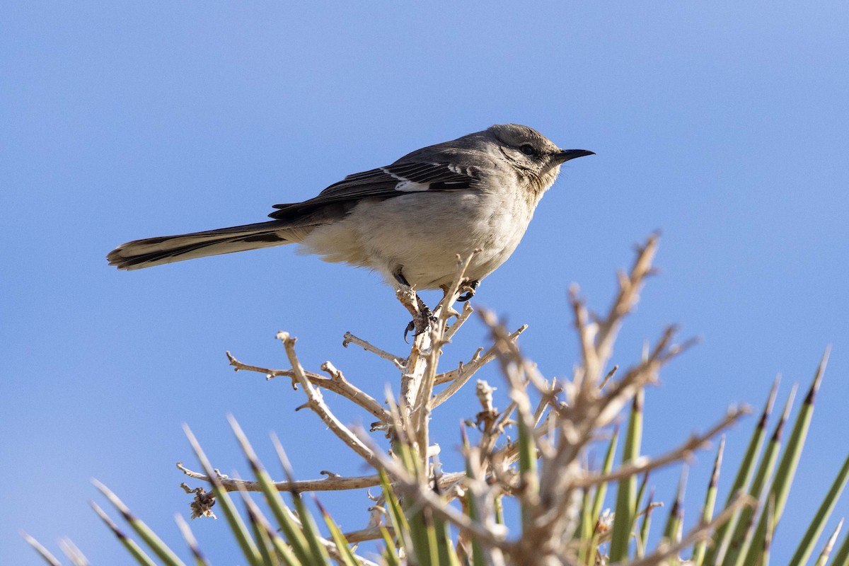 Northern Mockingbird - ML520175391