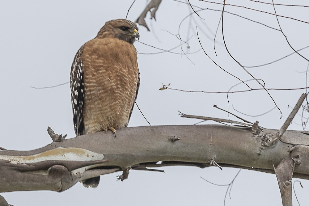 Red-shouldered Hawk - James McNamara