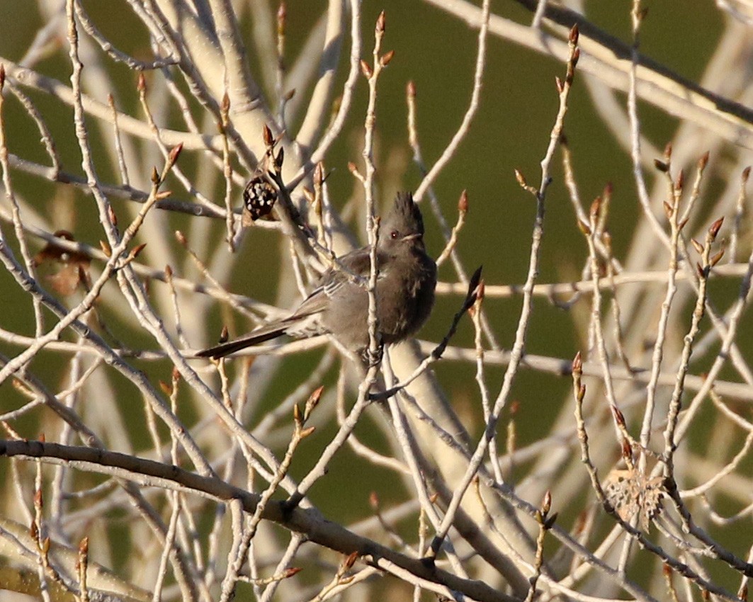 Phainopepla - Michael Hawk