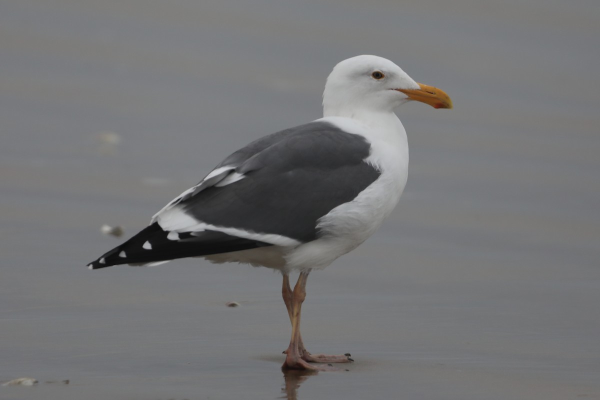 Western Gull - ML520176171