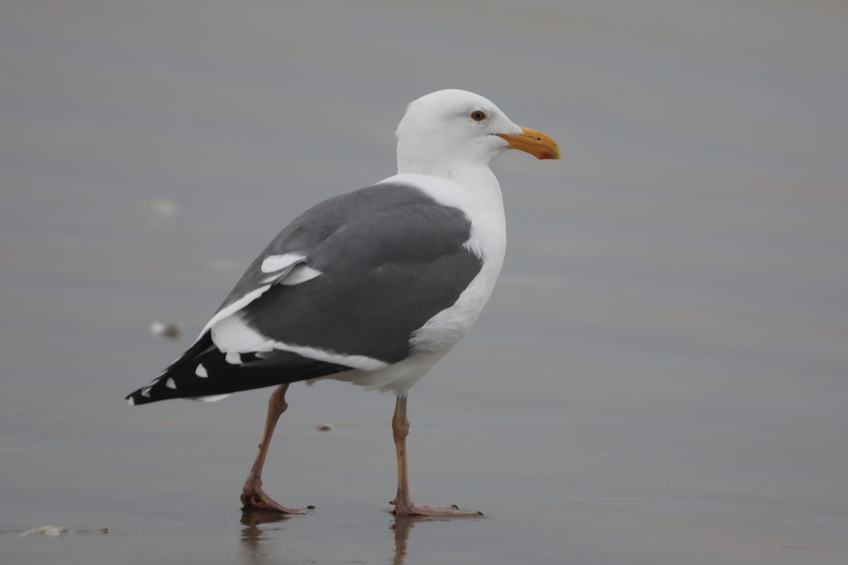 Western Gull - ML520176181