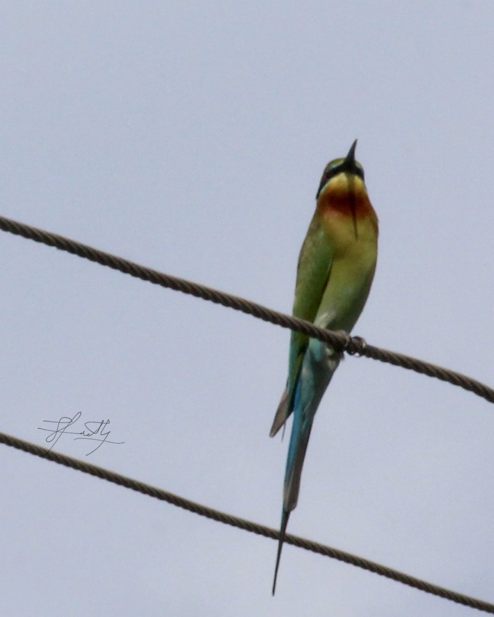 Blue-tailed Bee-eater - ML520177241
