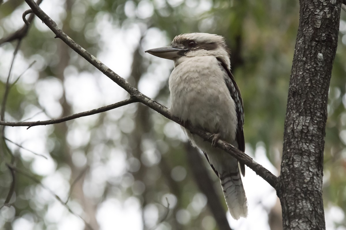 Laughing Kookaburra - ML520178101