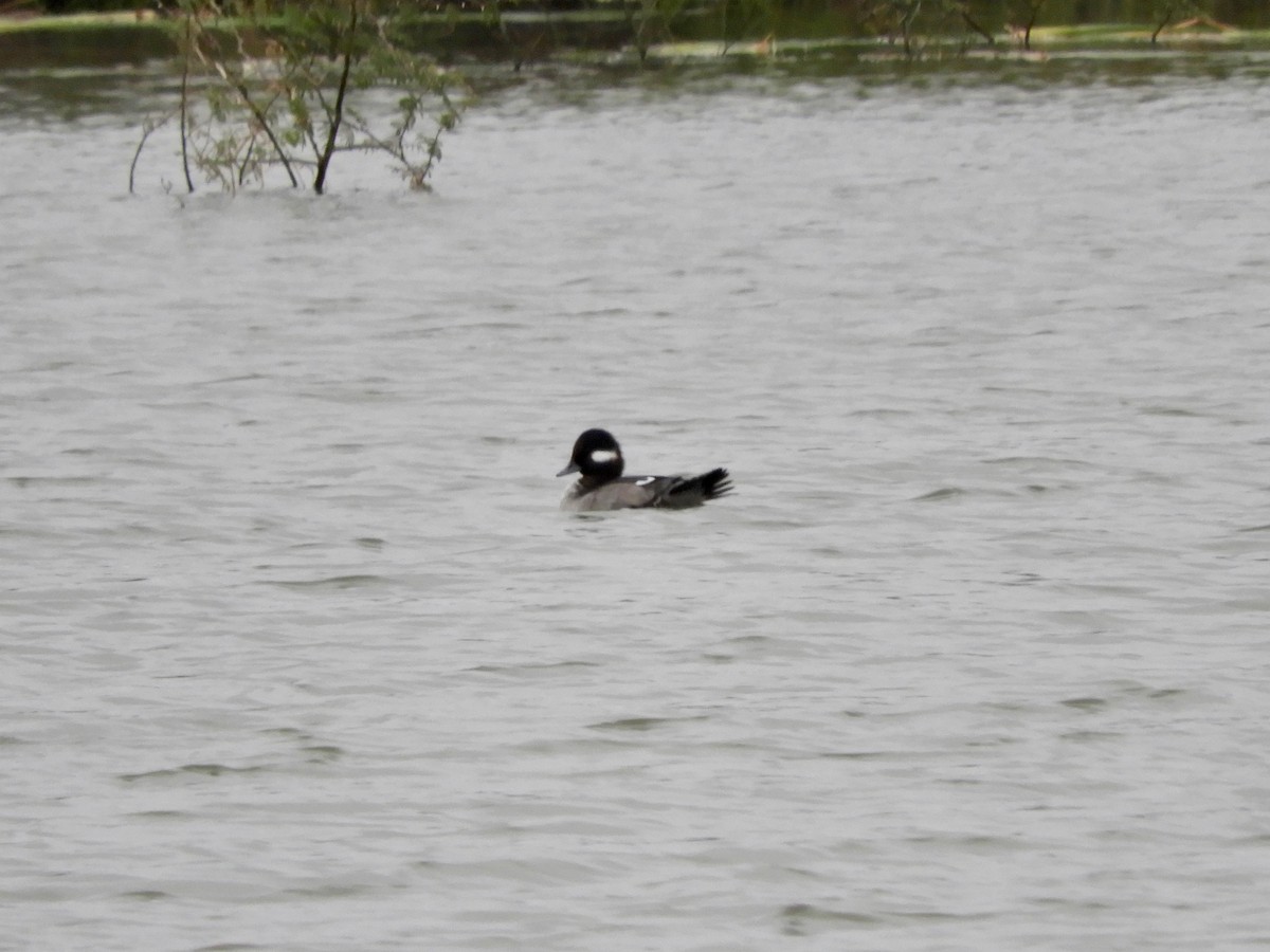 Bufflehead - ML520179781