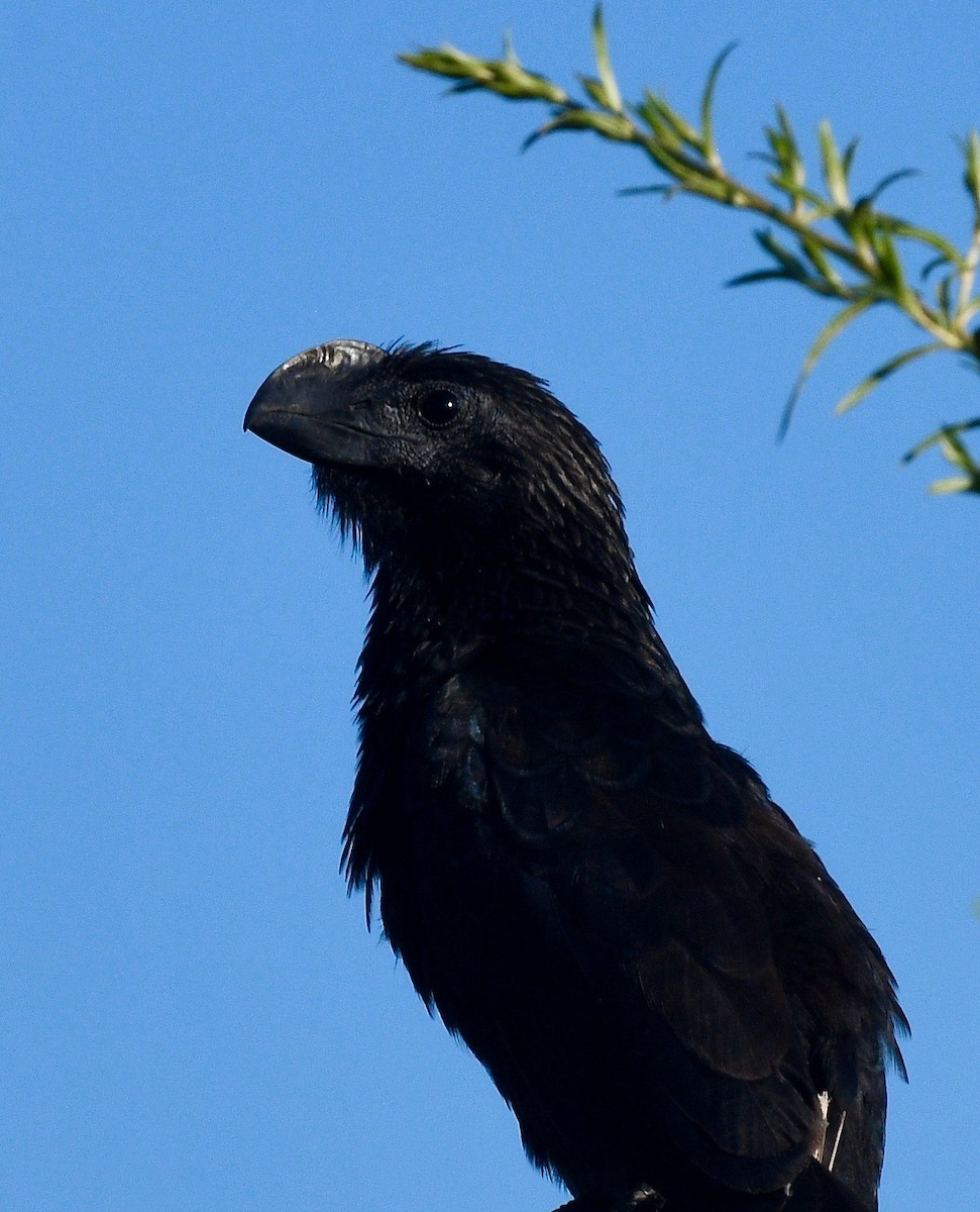 Smooth-billed Ani - Win Ahrens