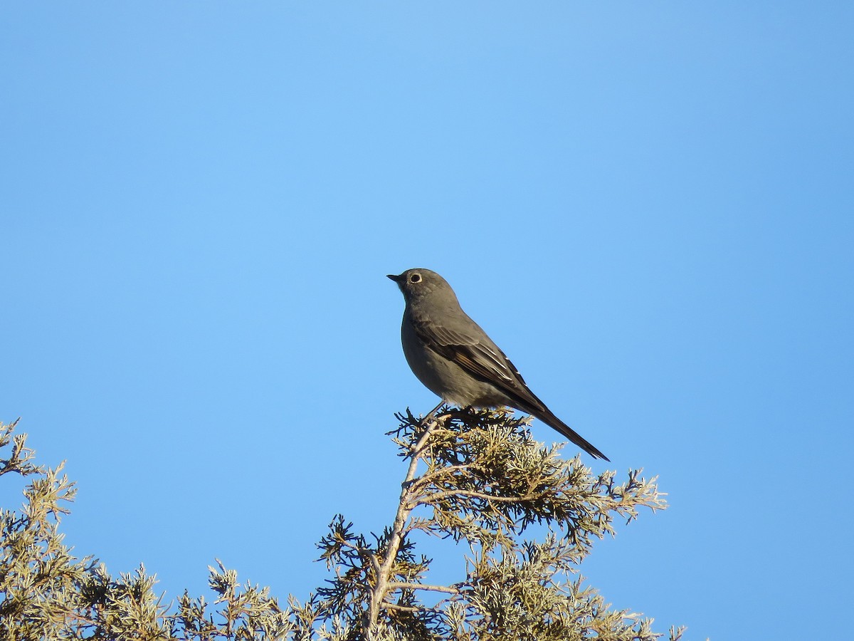 Townsend's Solitaire - Kevin Groeneweg