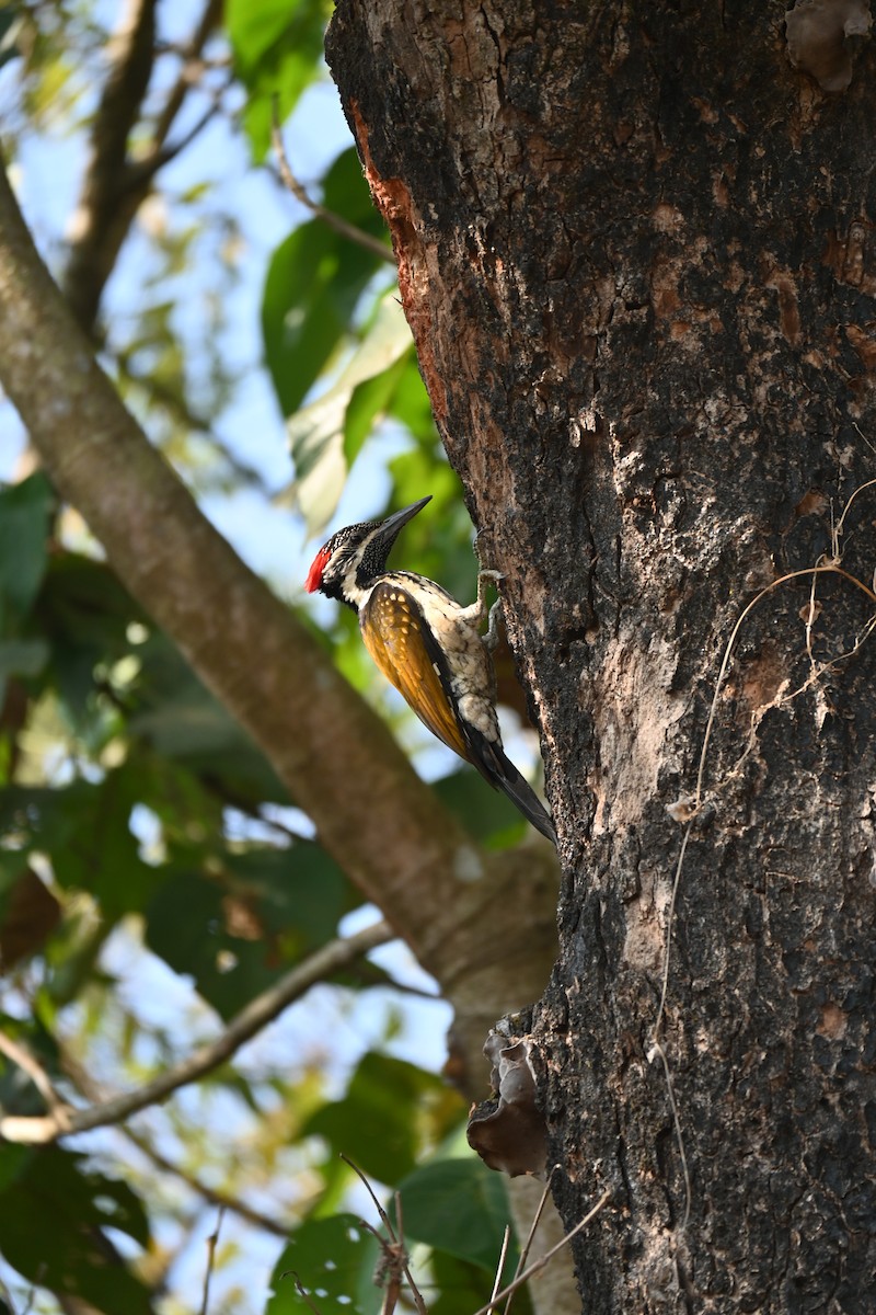 Black-rumped Flameback - Vaishnav Auti