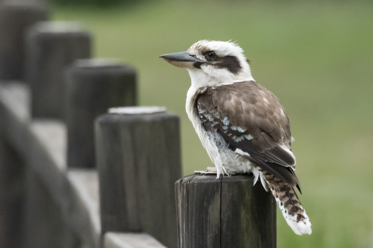 Laughing Kookaburra - ML520181231