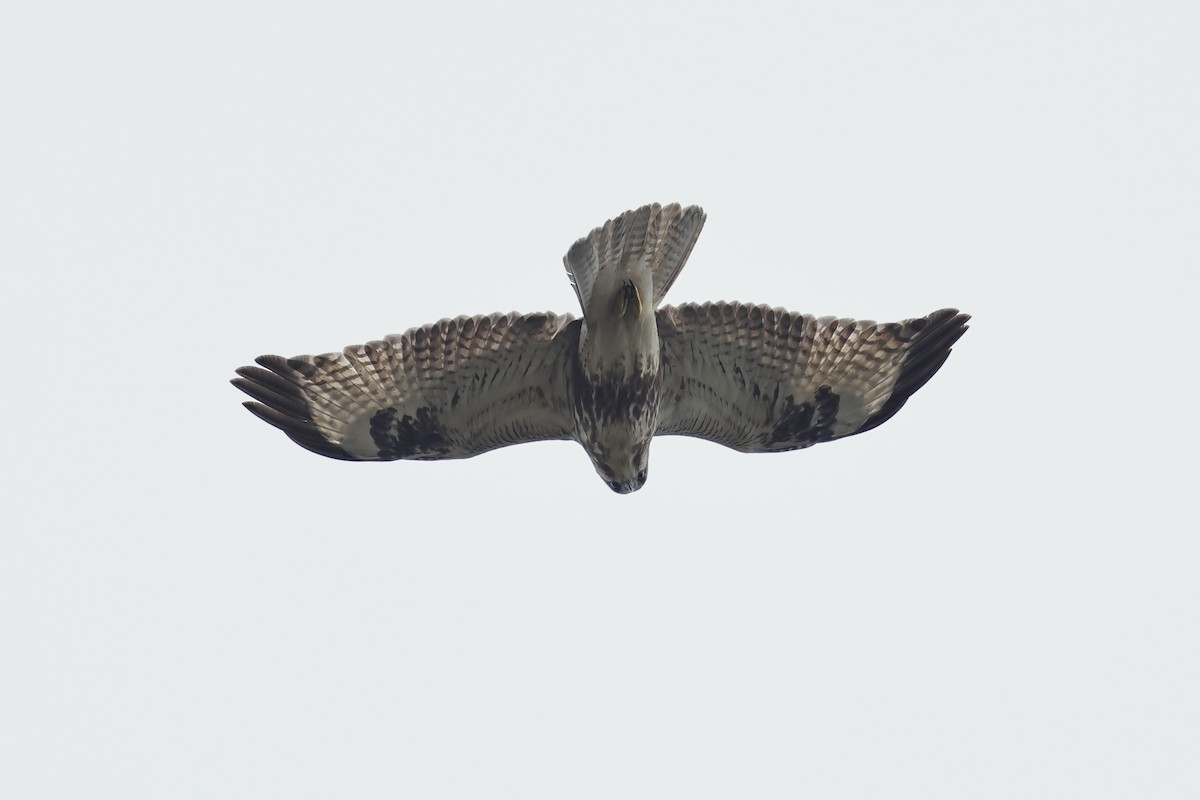 Eastern Buzzard - ML520181471