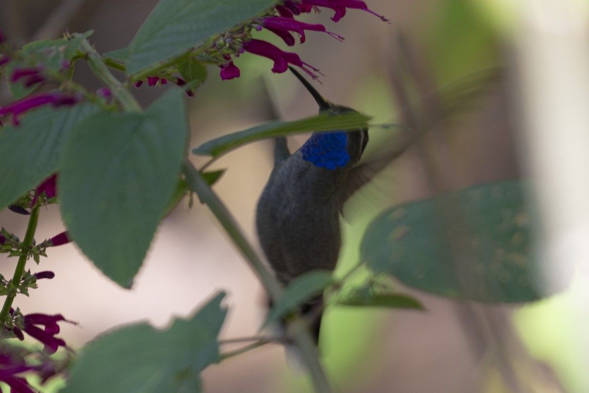 Blue-throated Mountain-gem - Alán Palacios