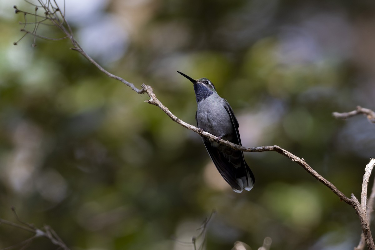 Blue-throated Mountain-gem - Alán Palacios