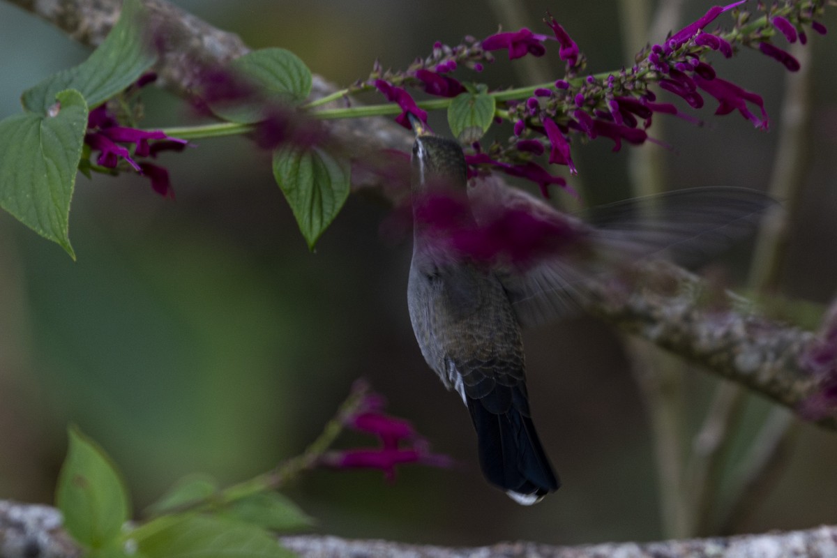 Colibri à gorge bleue - ML520181531