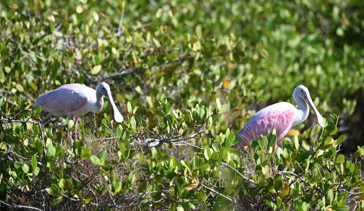 Roseate Spoonbill - ML520181561