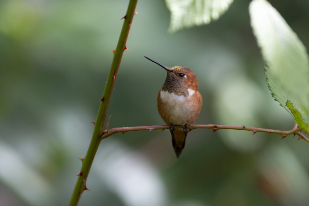 Rufous Hummingbird - ML520182021