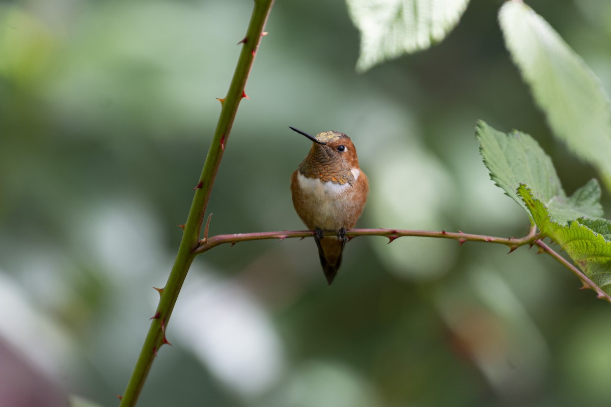 Rufous Hummingbird - ML520182031