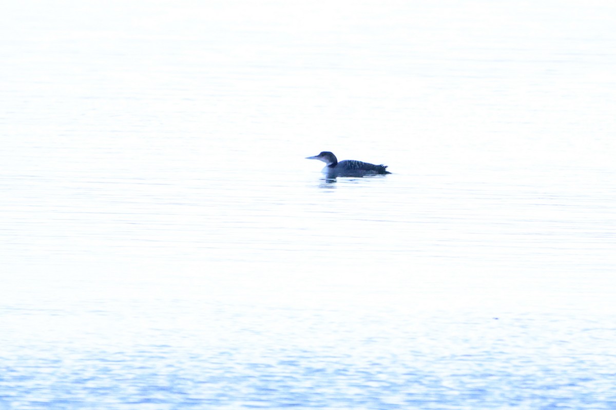 Common Loon - ML520183281