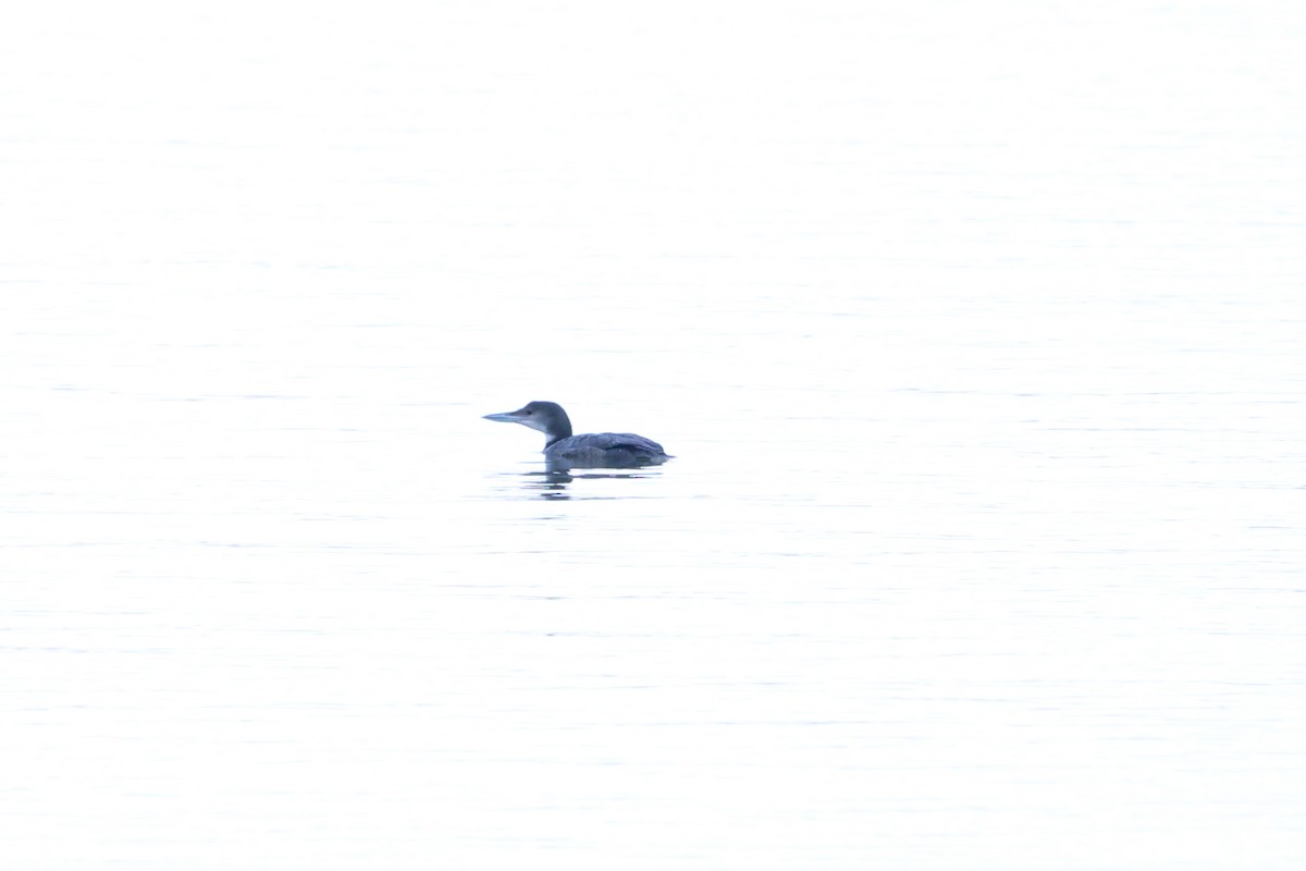 Common Loon - ML520183291