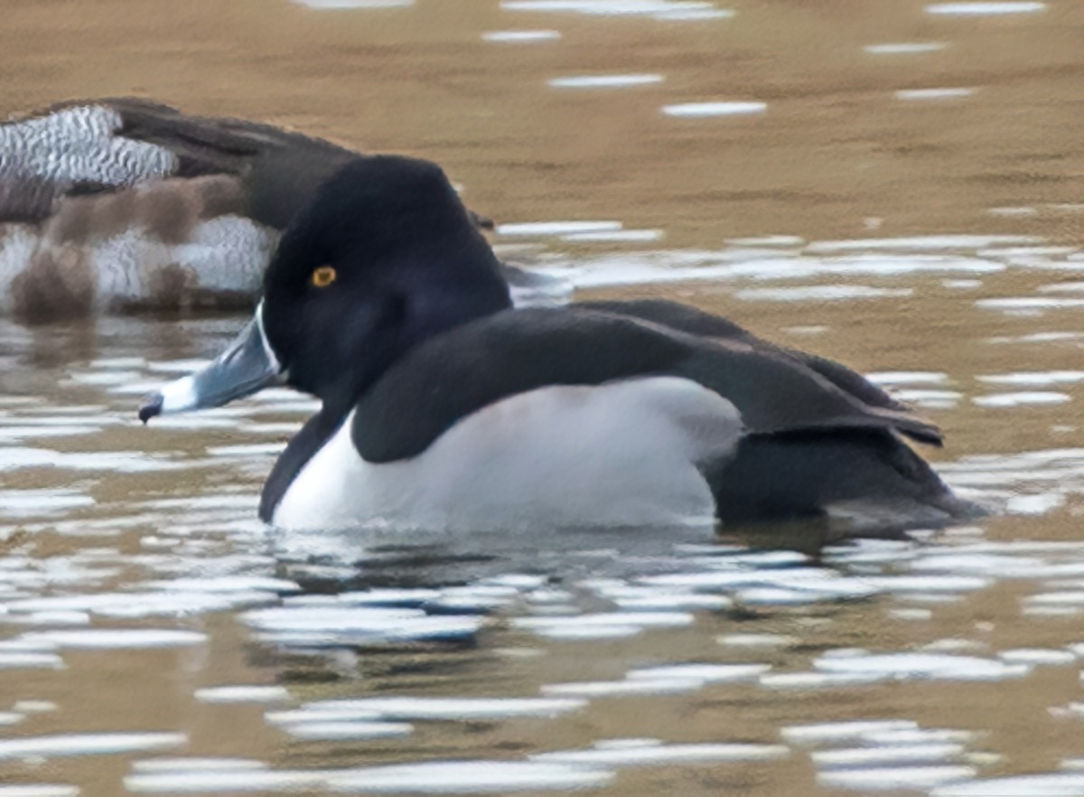 Ring-necked Duck - ML520183491