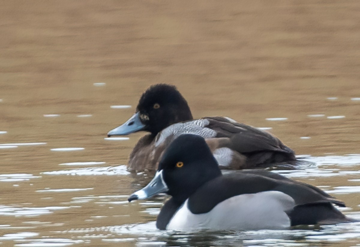 Ring-necked Duck - ML520183501