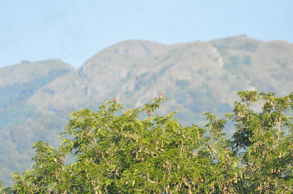 Camachuelo Carminoso - ML520183861