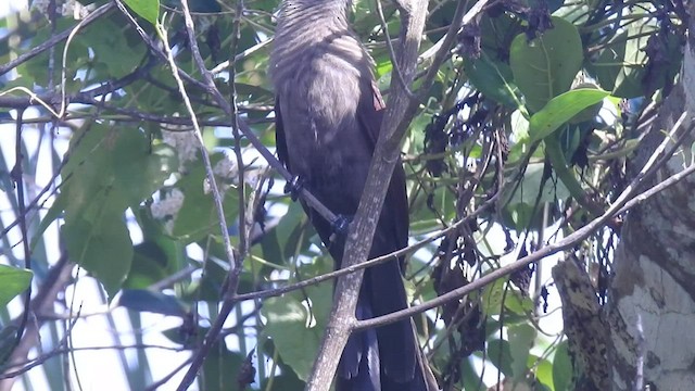 Andaman Coucal - ML520184571