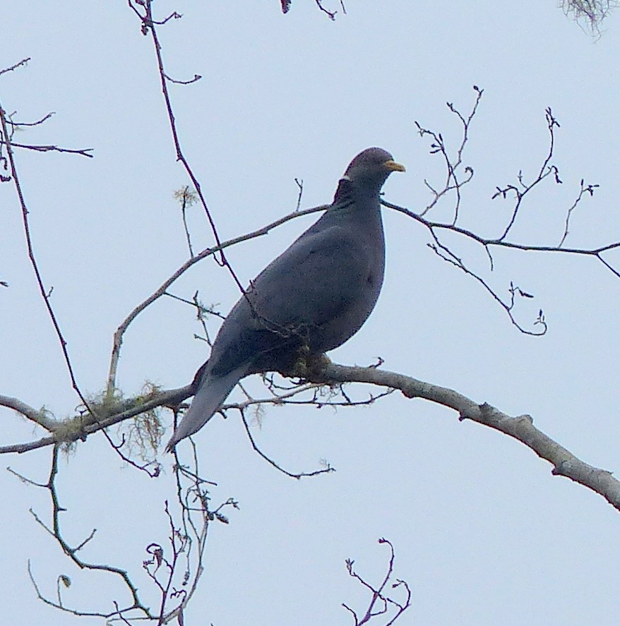 Band-tailed Pigeon - David Bree