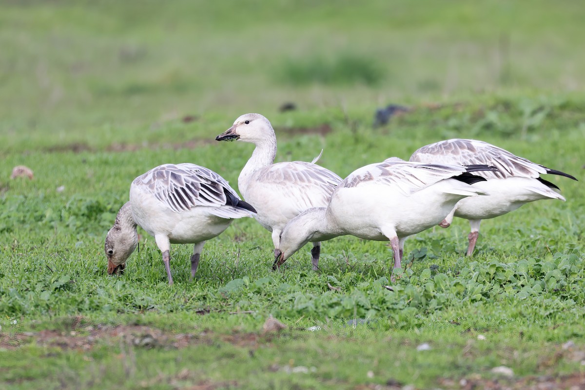 Snow Goose - ML520185271