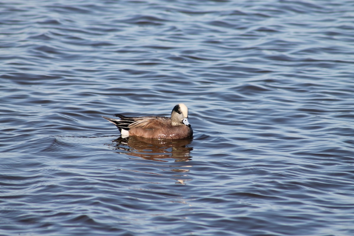 American Wigeon - ML520185361