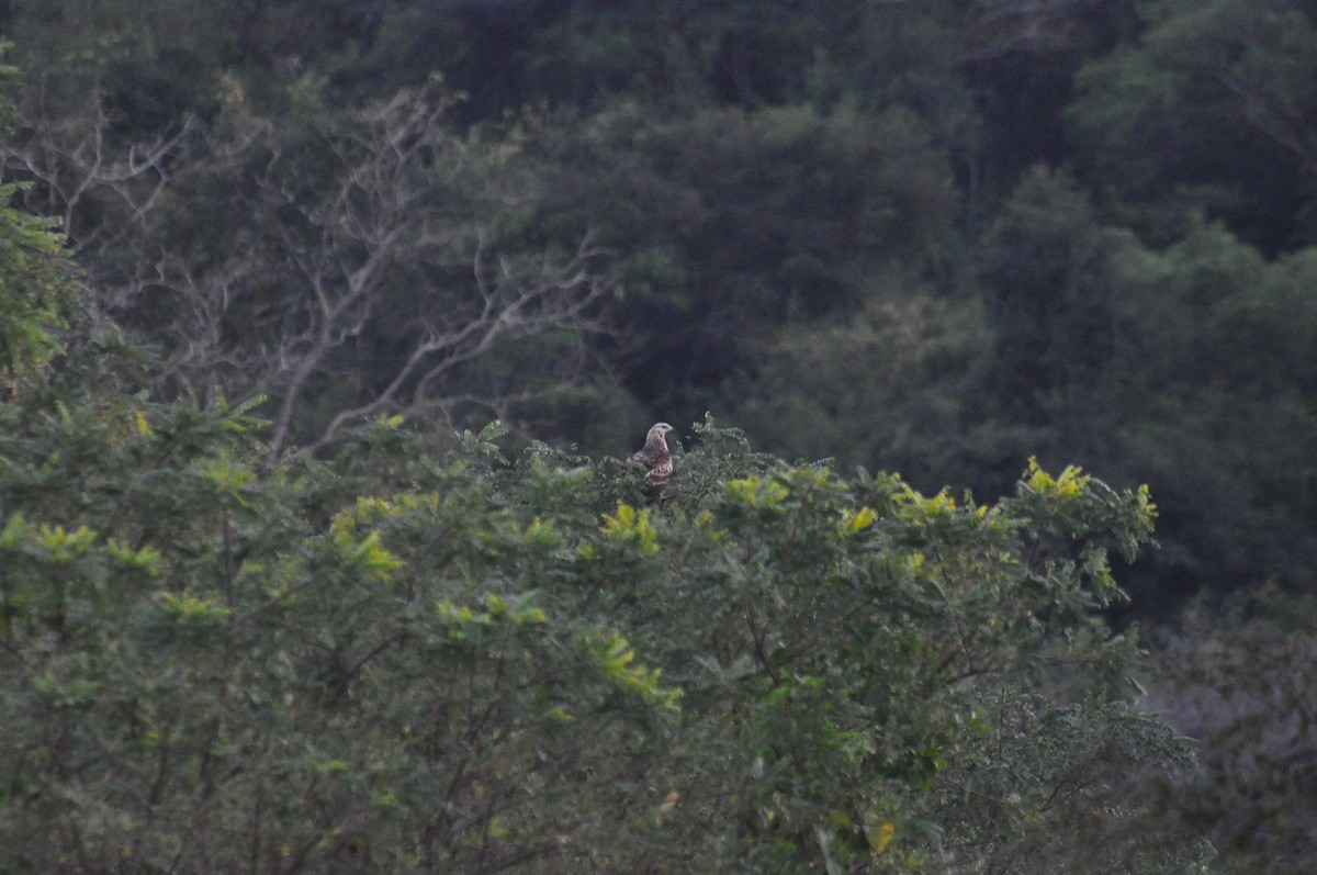 Oriental Honey-buzzard - ML520185611