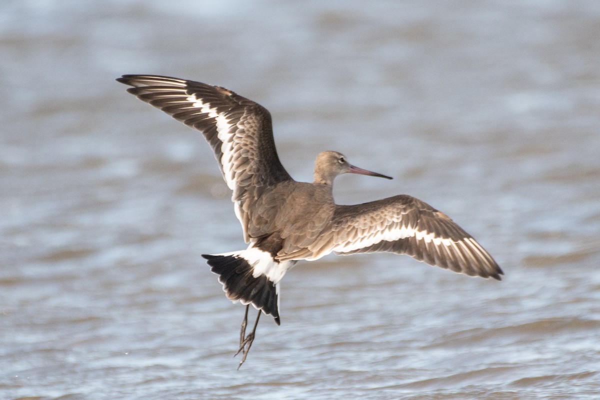 Black-tailed Godwit - Belinda Wilson