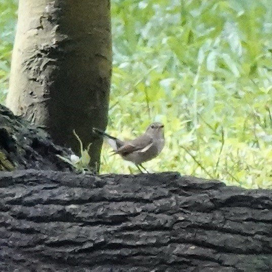 Taiga Flycatcher - ML520187781