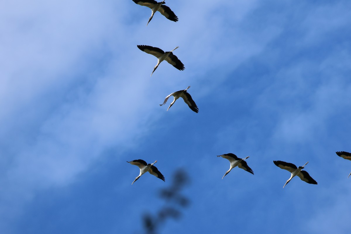 Wood Stork - ML520188601